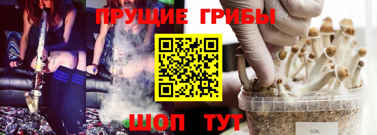 Псилоцибиновые грибы Psilocybe Дагестанские Огни